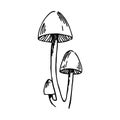 Vector Illustration, Graphic Drawing Mushrooms. Clipart Of Poisonous Mushrooms, Toadstools Isolated On White Background. Vintage S